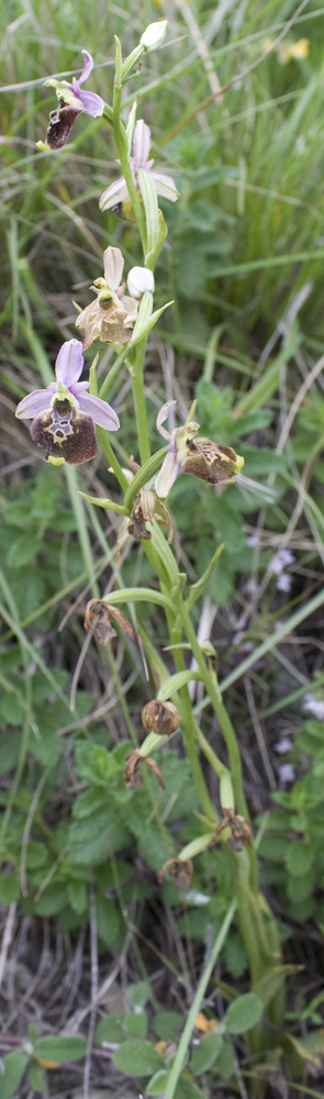 Ophrys, quale?